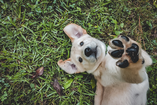 Furry Friends & CBD: Enhancing Your Pet's Wellbeing